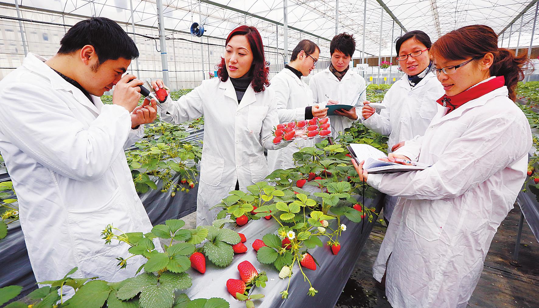 广西柳州:农科园里草莓红