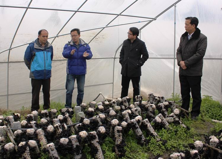 广西柳州市农业局领导冒着寒冷到柳城食用菌基地检查指导