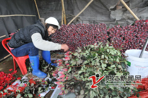 ˽ڽ 㶫̶ˮõ廨ӭ10߼