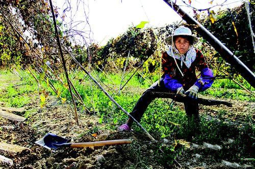 广东惠州平潭试种50亩紫淮山上市