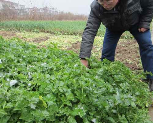 213磬ũҵֳָӢũԱˮɽ´߲˴壬鿴߲Ӱ