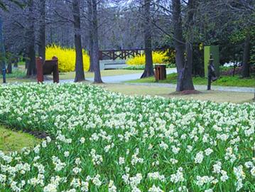 “上海三宝”的复兴之路