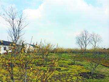 外冈蜡梅园的育种园