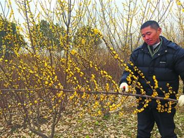 外冈蜡梅种植人员在修剪切花