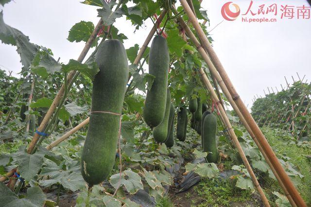 ���Ϲ�����������ϲˡ��ܶ��֡� �򽫼���15%