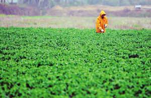 ϵδϲֲг רңǰӦע