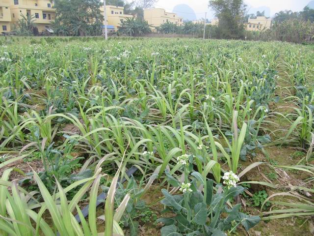 广西龙州县大力推广黑皮果蔗间套种蔬菜