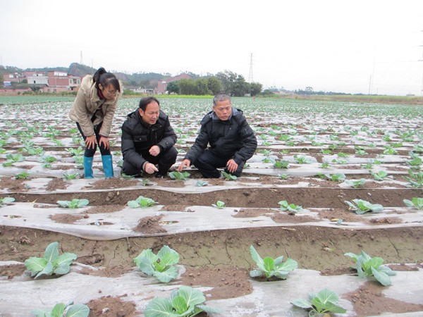 广西贺州市农技站技术员深入八步区指导冬种蔬菜春季管理