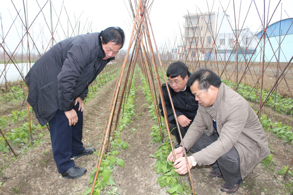 广西合浦:重措施、抓落实,切实做好防冻抗寒工作