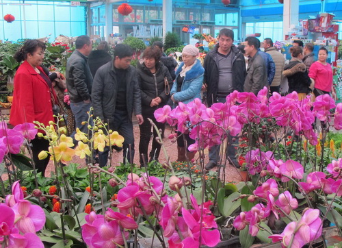 新疆兵团八师143团新建的花卉市场春节过后花卉旺销