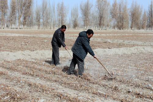 新疆兵团塔里木垦区第一师十四团职工抢拾残膜备春耕