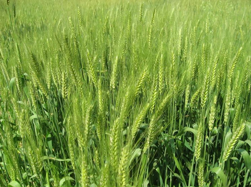 ���ϲ�Դ������С������������ũҵ������Ч����