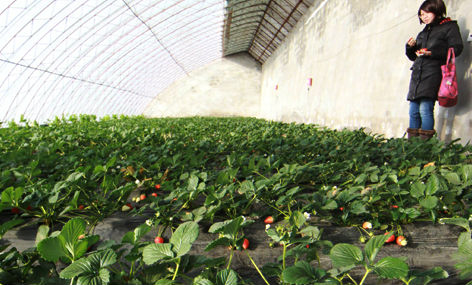 ͷеĲݮģԶûдﵽг