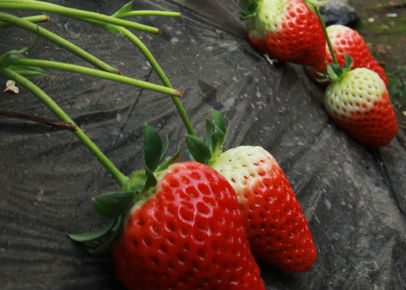 ͷеĲݮģԶûдﵽг