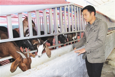 广西都安县:山羊披上“防寒衣”