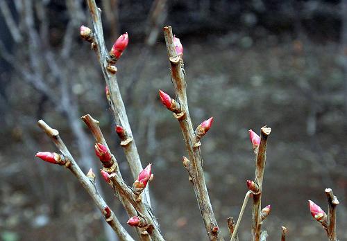 λ�������й�����԰ĵ�������е�һ�ꡰ�����족�ѳ��������ѿ��2��20���㣩