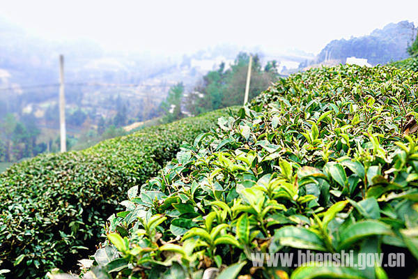 湖北恩施:预计清明节前后进入春茶集中采摘期