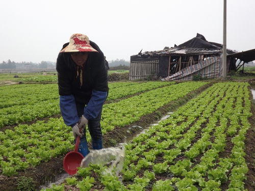 �������Ǹ��У������߲˹�Ӧ�Ը� ������չ�߲˲�ҵ