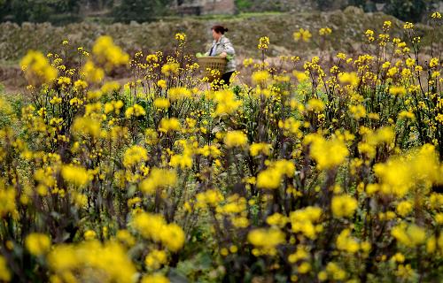 223գںʡʩӴ壬һũո˻