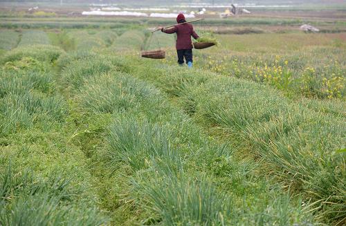 ��������������Ķ������� 0.5Ԫһ�������չ���