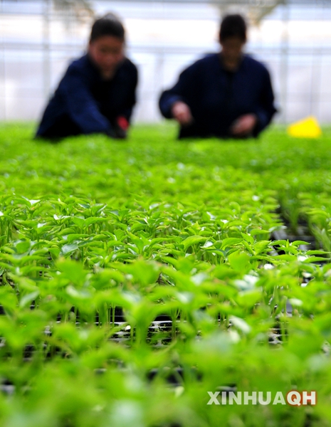 2��20�գ��ຣʡ�������ֶ���ũҵʾ��԰������Ա������������ڹ���