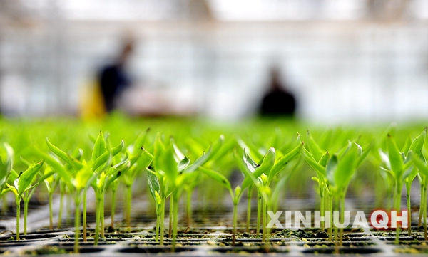 2��20�գ��ຣʡ�������ֶ���ũҵʾ��԰���Ѿ������õ�����