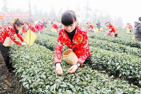 四川筠连县茶叶产值超10亿元