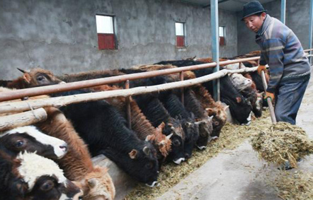 新疆焉耆县再注千万资金支持农区畜牧业发展