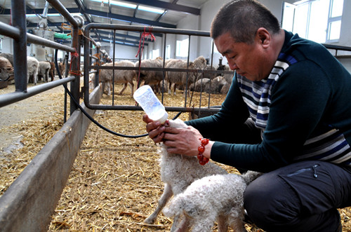 �½����ŵ���ʦ��ʮ������ֳ����2014�괺�����7000ֻ