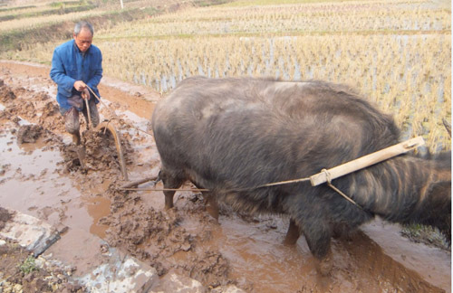重庆梁平:农民抢抓好天气 传统牛耕助耕忙