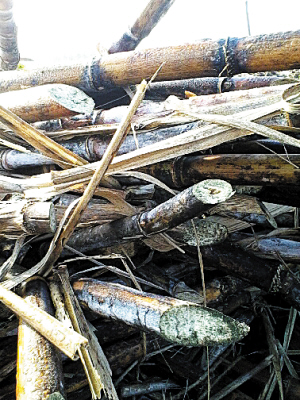 海南临高蔗农好烦忧:甘蔗待售放成“干蔗”