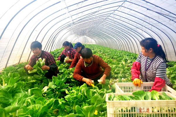 ���գ�����ײ�̦�г�����