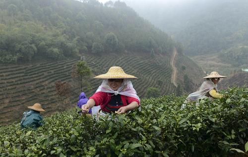 2ÔÂ25ÈÕ£¬²èÅ©ÔÚ¹ãÎ÷ÕÑÆ½ÏØÎ彫ÕòÌì±£´åÒ»´¦Óлú²è»ùµØ²ÉÕª´º²è¡£