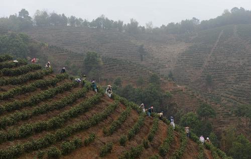 2ÔÂ25ÈÕ£¬²èÅ©ÔÚ¹ãÎ÷ÕÑÆ½ÏØÎ彫ÕòÌì±£´åÒ»´¦Óлú²è»ùµØ²ÉÕª´º²è¡£