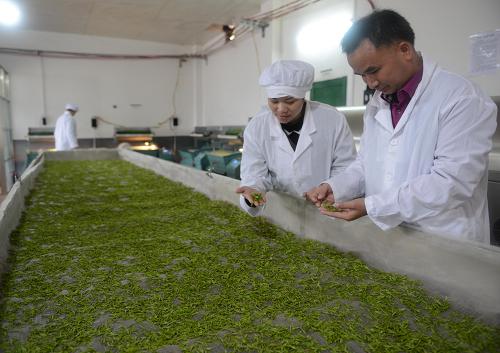 2ÔÂ25ÈÕ£¬¹ãÎ÷ºØÖÝÊÐÕÑÆ½ÏØÒ»¼Ò²èÒ¶¹«Ë¾µÄÖÆ²èʦ¸µ½«Ð²ÉÕª»ØÀ´µÄ´º²èÏÊÒ¶½øÐÐ̯Çà´¦Àí¡£