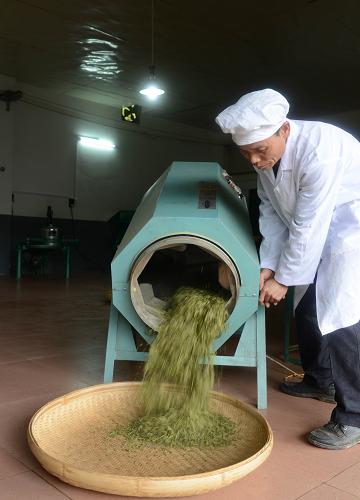 2ÔÂ25ÈÕ£¬¹ãÎ÷ºØÖÝÊÐÕÑÆ½ÏØÒ»¼Ò²èÒ¶¹«Ë¾µÄÖÆ²èʦ¸µÔÚΪÕÑÆ½ÒøÉ¼²èÍÑë¡£