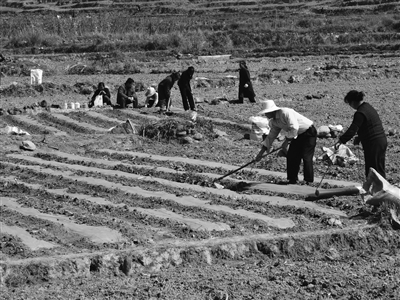 广西东兰开展农技服务掀起春耕大高潮