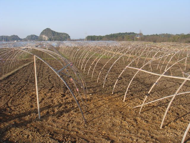 广西临桂县大力推广大棚西瓜种植
