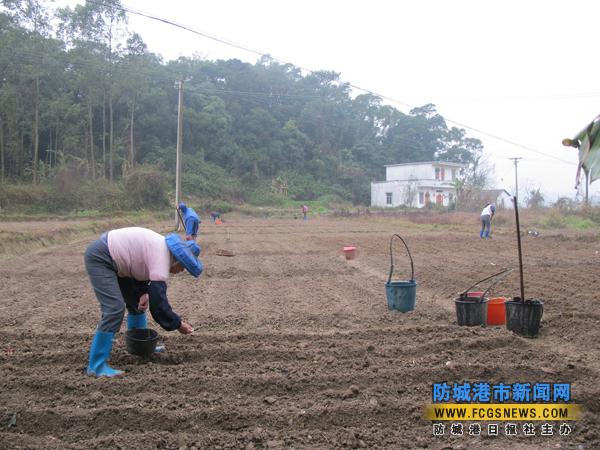 �������Ǹ��к�ɳ�����ð����ֲ����