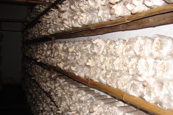 2013�����������ʳ�þ���ҵȡ���Ȳ���չ