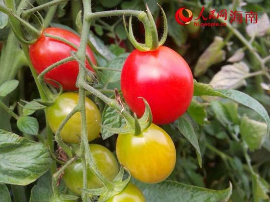 ���ϲ���ӭȫ���ϲ��� ��ֲ����ʥŮ��������