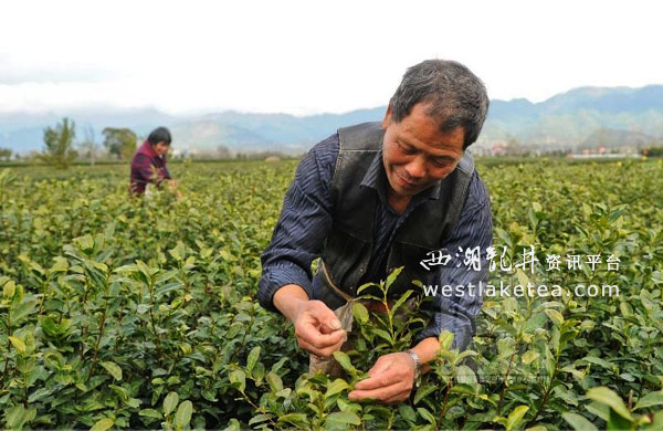 �㽭�������ء���ţ�硱����½������