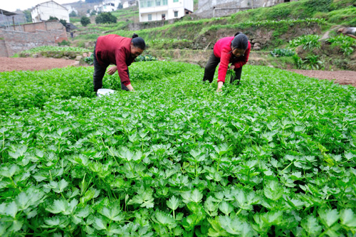 ÖØÇìôë½£º¡°¶¬²Ë¡±´ºÊÕæ ÂÌÉ«Ê߲˲»³îÏú