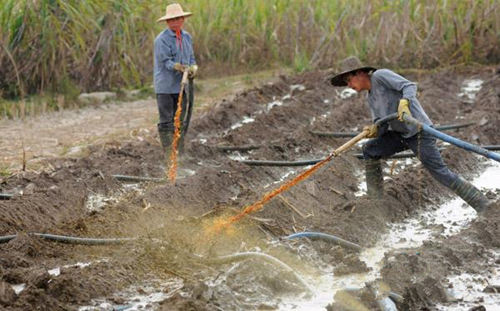 广西上思县以酒精发酵液喷淋蔗地抗旱