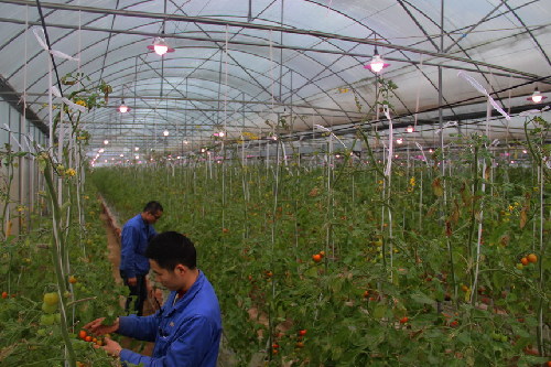 ����ͭ������ɫ���ܵ����ũҵ���ش���������