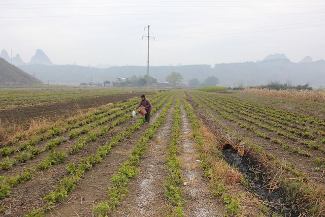 广西宜州市桑园开始进行大面积田间护理