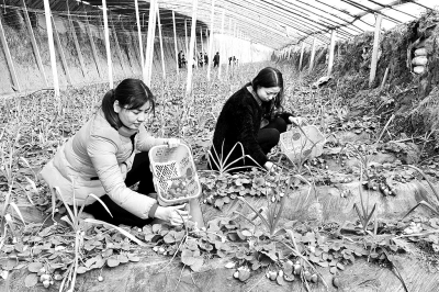 河南宜阳:思路一变增收路宽