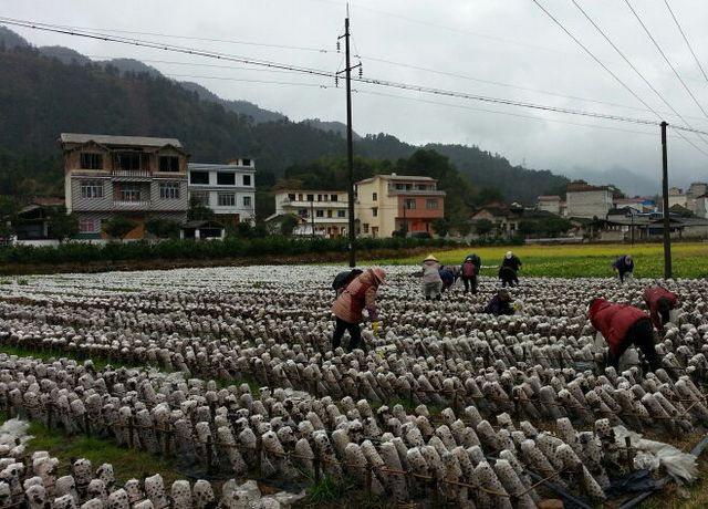 ����������������ʢ��̬�����ƶ�ϲ�����