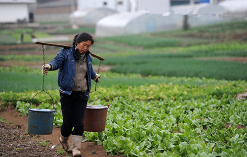 六盘水市钟山区大河镇的村民挑着水从菜地旁走过。