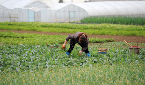 六盘水市钟山区大河镇的村民在菜地里清除杂草。